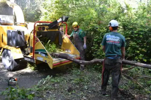 tree services Flagstaff